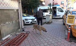 Sokak köpeği ısırdı, kuduz aşısı olmak için 100 kilometre yol gitti