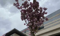 Başakşehir Şehir Hastanesi’nin sakuraları çiçek açtı