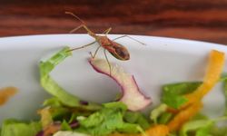 Hastane yemeğinden canlı böcek çıktı