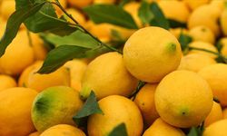 Dubai'ye ihraç edilecek tonlarca limonda pestisit çıktı