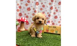 Maltipoo – Sevimliliği ve Zarafetiyle Popüler Küçük Irk