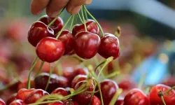 TÜRK KİRAZI SADECE TÜRKİYE'YE PAHALI