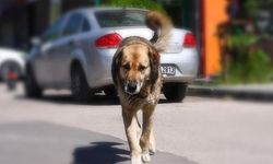 İstanbul'da sokak köpeklerini beslemek yasaklandı