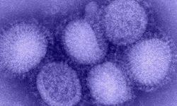 Kuzey Yarımküre'de 'H3N2' alarmı! 'Benzeri görülmemiş grip vakaları yaşanıyor'