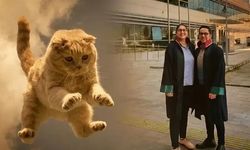 Hastanede üzerine kedi düşen kadına 50 bin lira tazminat