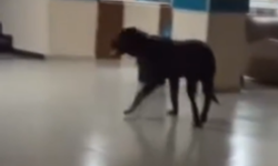 Hastane koridorlarında dolaşan köpek tedirgin etti