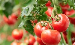 Bedava' domatesin İstanbul'a girişi 20 TL!