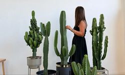 Ev Dekorasyonunda Trend Olan Salon Bitkileri ve Bakım Sırları