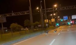 Hastane Kavşağında Görüntülenen Karacalar: Şehir Yaşamı ve Doğal Yaşam Alanlarının Çakışması