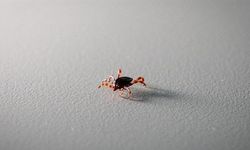 Tokat'ta 2 kişi KKKA hastalığı teşhisiyle tedavi görüyor