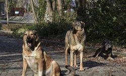 Bir sokak köpeğinin devlete yıllık maliyeti 50 bin TL