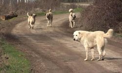 20 şehir köpekten arındırıldı