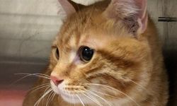 Kaybolan kedi, 10 yıl sonra evine geri döndü