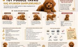 Toy Poodle Yavru Kaç Aylıkken Sahiplenilmeli? Sahiplenme Yaşı ve İlk Aylar Rehberi