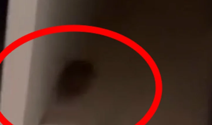 Eğitim ve Araştırma Hastanesi’nde Fare Görüldü İddiası