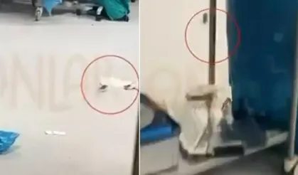 İstanbul'da bir ameliyathane: Hasta masadayken fareler dolaştı