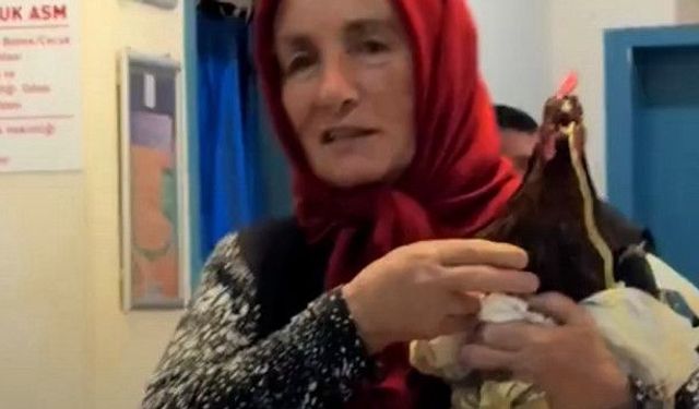 Tavuğunu röntgen çektirmek için hastaneye getirdi
