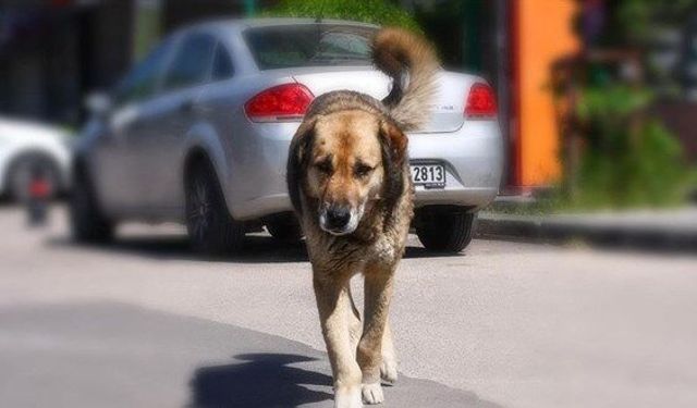 Bakan Çiftçi: Sokak köpeklerinin hepsi barınaklara toplanacak