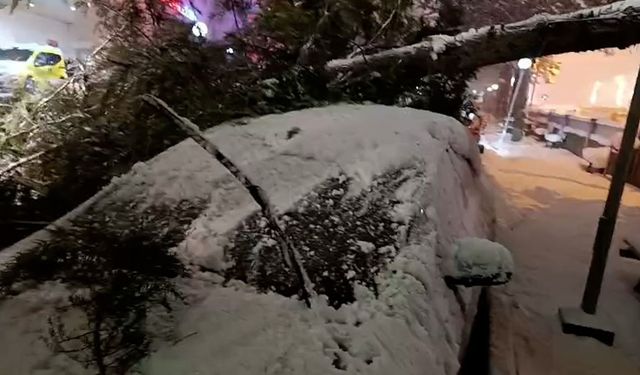 Devlet Hastanesi’nin bahçesinde ağaç devrildi!