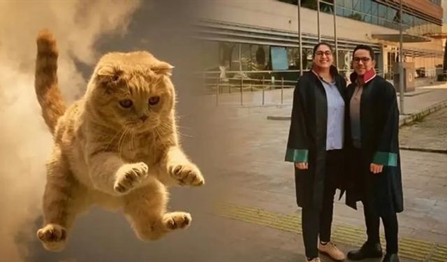 Hastanede üzerine kedi düşen kadına 50 bin lira tazminat