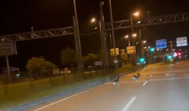 Hastane Kavşağında Görüntülenen Karacalar: Şehir Yaşamı ve Doğal Yaşam Alanlarının Çakışması