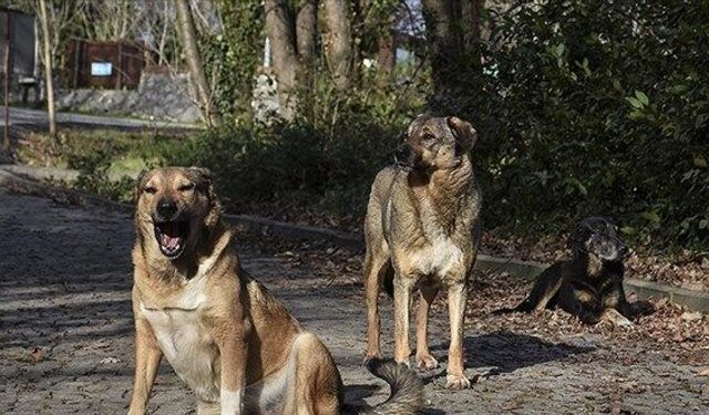 Bir sokak köpeğinin devlete yıllık maliyeti 50 bin TL