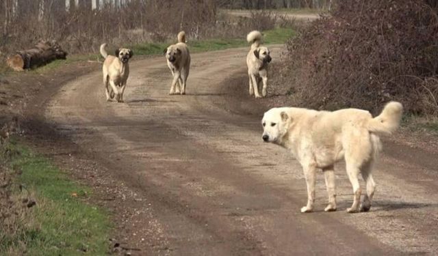 20 şehir köpekten arındırıldı