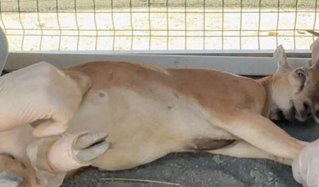 Şırnak'ta yaban keçisi avına 1,2 milyon lira ceza