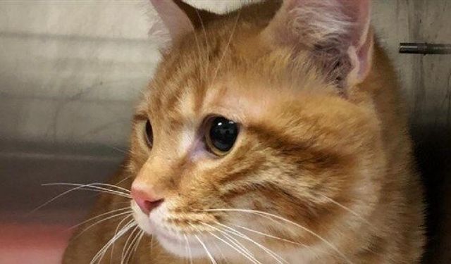 Kaybolan kedi, 10 yıl sonra evine geri döndü