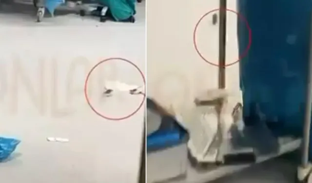 İstanbul'da bir ameliyathane: Hasta masadayken fareler dolaştı