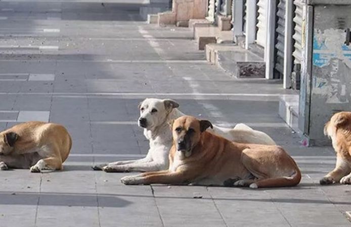 Başıboş köpekler problemi seçimden önce çözülecek