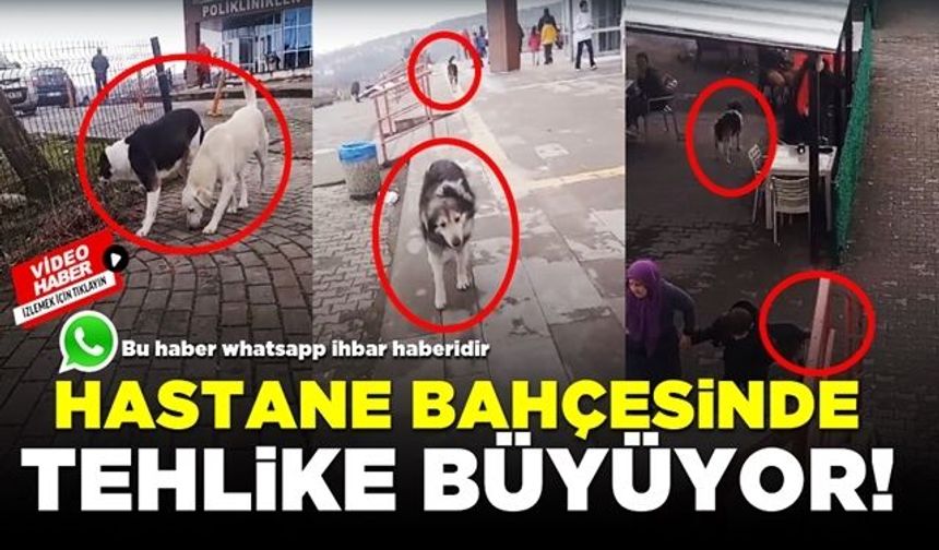 Hastane bahçesinde  sokak köpekleri, hastalara zor anlar yaşatıyor. 