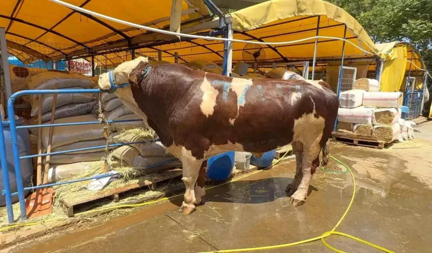 Kurban pazarının şampiyonu rekor fiyata satıldı