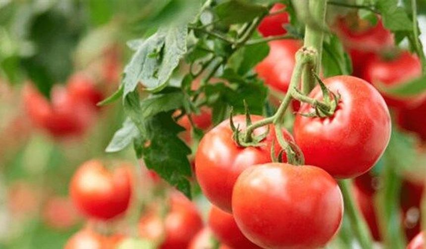 Bedava' domatesin İstanbul'a girişi 20 TL!