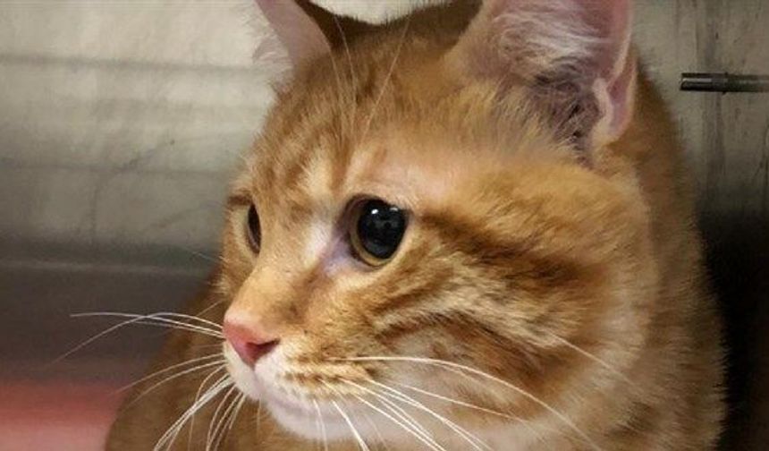 Kaybolan kedi, 10 yıl sonra evine geri döndü