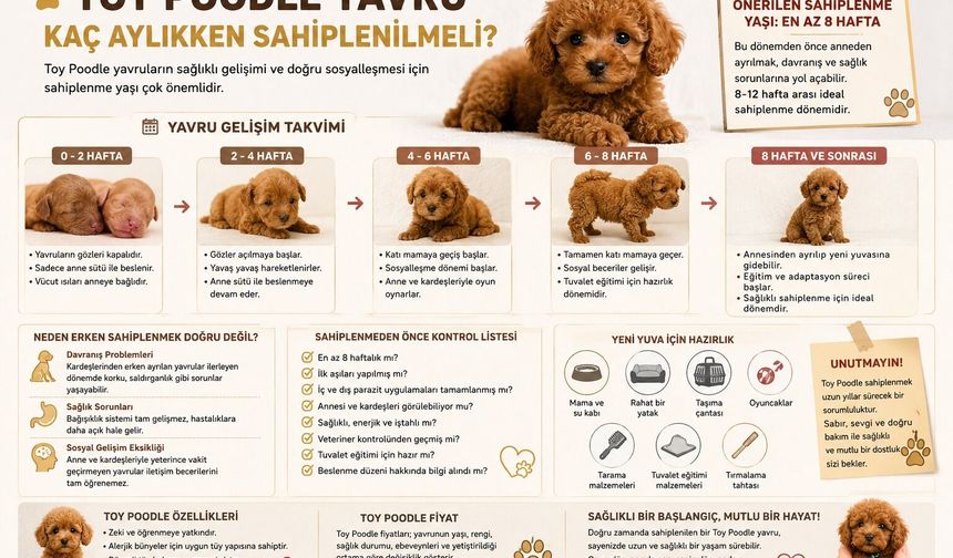 Toy Poodle Yavru Kaç Aylıkken Sahiplenilmeli? Sahiplenme Yaşı ve İlk Aylar Rehberi